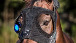 An Equilume hood on a mare being used to start mares cycling earlier