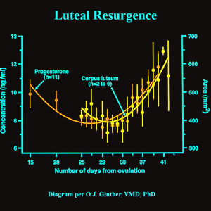 Altrenogest Effect on Progesterone - Normal Luteal Resurgence