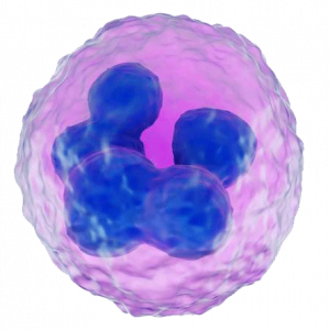 Novel Treatment for Endometritis - Polymorphonucleocyte (PMN)