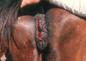 Vulva of a mare with a second degree perineal laceration.