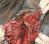 Vulva of a mare with a third degree perineal laceration.
