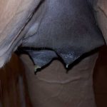 Foaling prediction article - udder with waxing