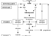 Hormonal feedback loops in the mare's cycle