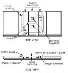 Counting Sperm With a Hemocytometer - the slide
