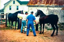Phantom training the stallion - initial placement of a tease adjacent to the mount