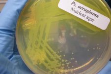 Bacterial Infection of a Stallion's Reproductive Tract - Culture Plate Showing Pseudomonas aeruginosa growth 