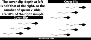 Processing Equine Semen - Sperm Counting on a Slide