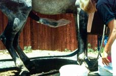Stallion Semen Collection Using Manual ("Crump") Techniques - plastic collection bag placed on the penis