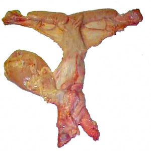 Mare reproductive tract dissected, viewed from below