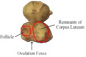 Equine ovary