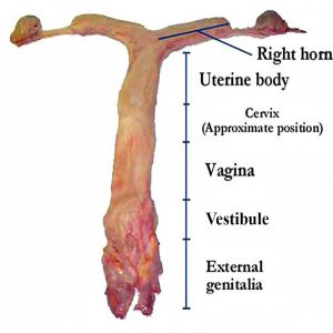 Mare reproductive tract dissected, stripped of fat and broad ligament