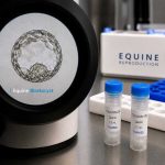 Post-Thaw Sperm Quality Effect on ICSI