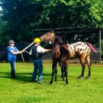 Stallion Dismount Latency and Pregnancy Rates
