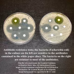 Antimicrobial Resistant Bacteria in Cooled Stallion Semen