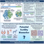 Anti-Müllerian Hormone as a Potential Fertility Biomarker in Stallions