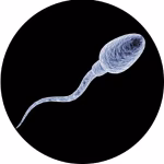 Sperm Kinematic Differences Between Cloned and Non-Cloned Stallions