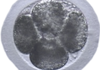 4-cell embryo (Photo credit Felix et al., U-PA (New Bolton))