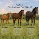 Predicting Breeding Soundness in Pre-, Peri- and Postpubertal Colts