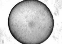 Equine Embryology - Blastocyst