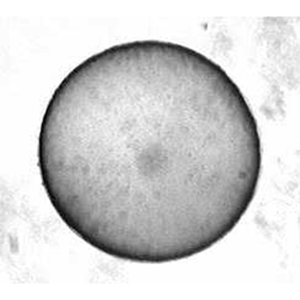 Equine Embryology - Blastocyst
