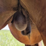 Cryptorchidism in the Colt