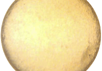 Oldeedr subfertile mares - GnRH and hCG protocol - blastocyst