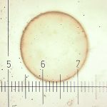 Vitrification of Larger Embryos