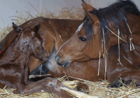 Mare and foal