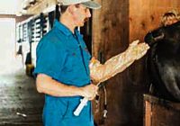 Preparing to inseminate a mare