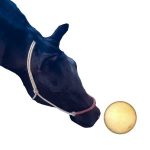 Embryo Migration and Maternal Recognition