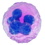 Novel Treatment for Endometritis