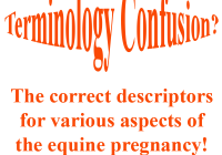 Pregnancy terminology logo