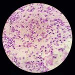 Bacterial Infection of a Stallion's Reproductive Tract - Case Report