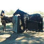 Silent Heat in the Mare - Causes and Resolutions