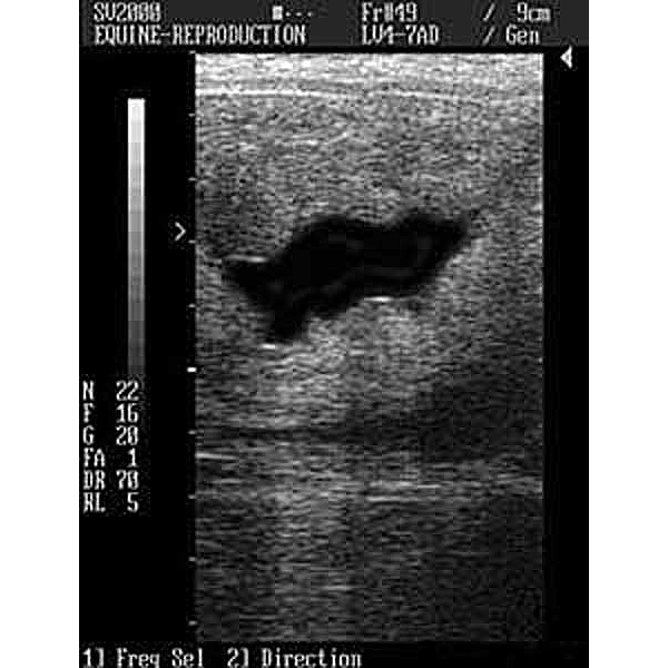 Uterine fluid in the mare visible on ultrasound
