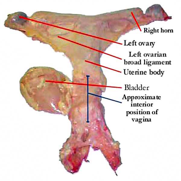 Equine Uterus Dissected and Labeled