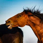 Badly Behaved Gelding