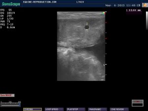 mare ultrasound pregnancy images 10 day measured