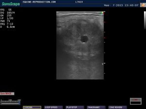mare ultrasound pregnancy images 11 day image