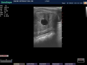 mare ultrasound pregnancy images 12 day image