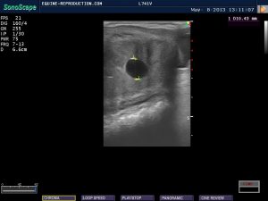 mare ultrasound pregnancy images 12 day measured