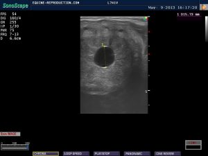 mare ultrasound pregnancy images 13 day measured