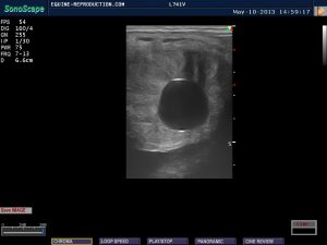 mare ultrasound pregnancy images 14 day image