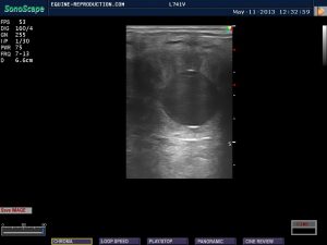 mare ultrasound pregnancy images 15 day image