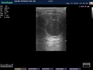 mare ultrasound pregnancy images 15 day measured
