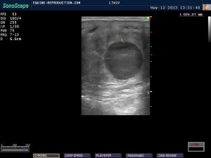 mare ultrasound pregnancy images 16 day measured