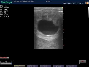 mare ultrasound pregnancy images 17 day image