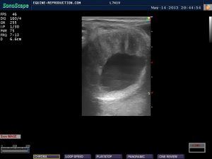 mare ultrasound pregnancy images 18 day image