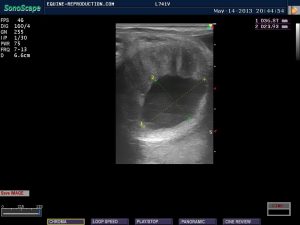 mare ultrasound pregnancy images 18 day measured