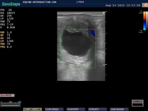 mare ultrasound pregnancy images 19 day CD image